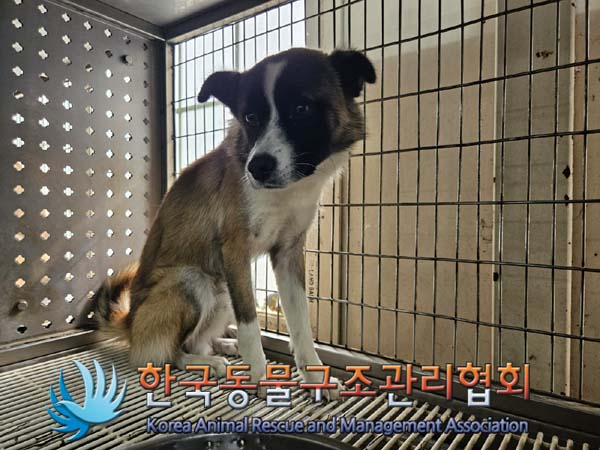 한국동물구조관리협회_441414202400758